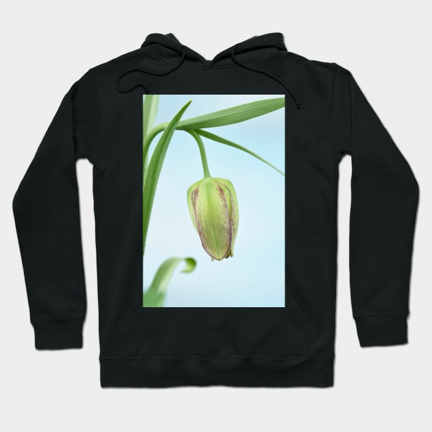 Fritillaria  Fritillary  April Hoodie by chrisburrows